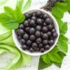 The Flavor Apprentice Black Currant