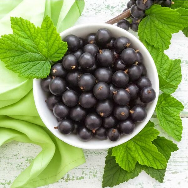 The Flavor Apprentice Black Currant