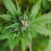 The Flavor Apprentice Mary Jane