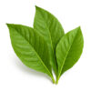 The Flavor Apprentice Tobacco Flavor