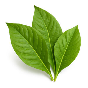 The Flavor Apprentice Tobacco Flavor