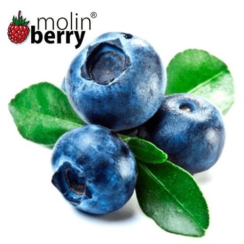 Molinberry Blueberry
